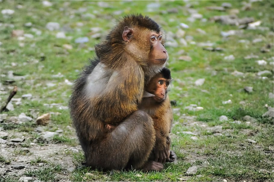 mono, verde, hierba, durante el día, mono barbary, macaco barbary, macaca sylvanus, magot, madre, bebé