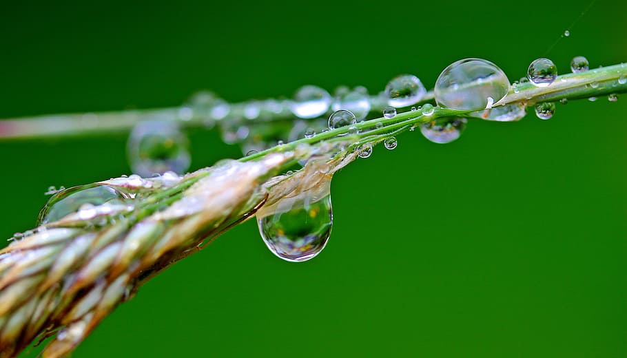 merapatkan, fotografi, gandum, embun air, rintik hujan, menitik, hujan, air, basah, setetes air