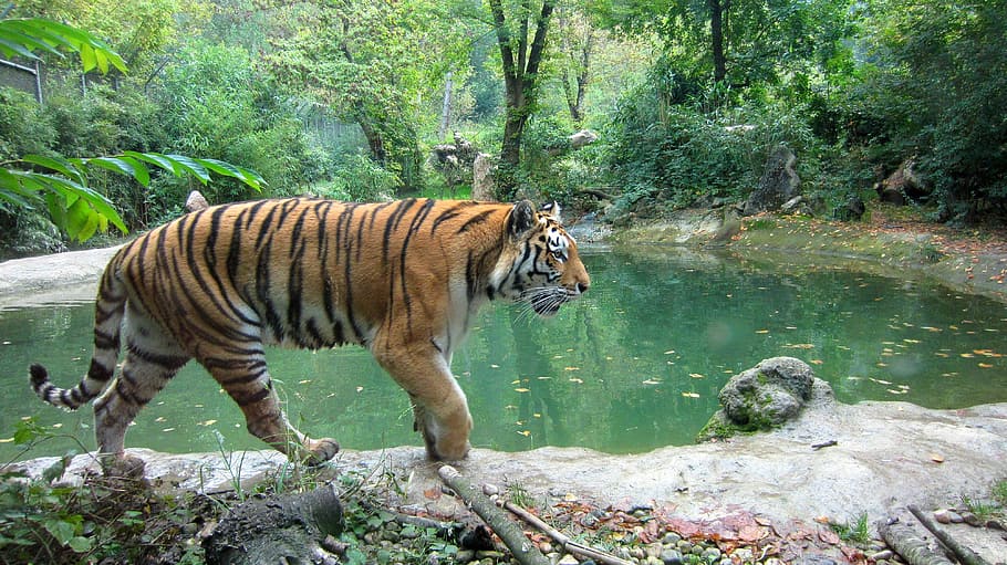 brown, black, tiger, body, water, wildlife, animal, wild, safari, jungle