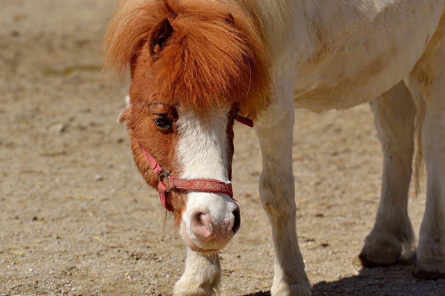 pony, horse, cute, animal, funny, nature, seahorses, play, mane, sweet