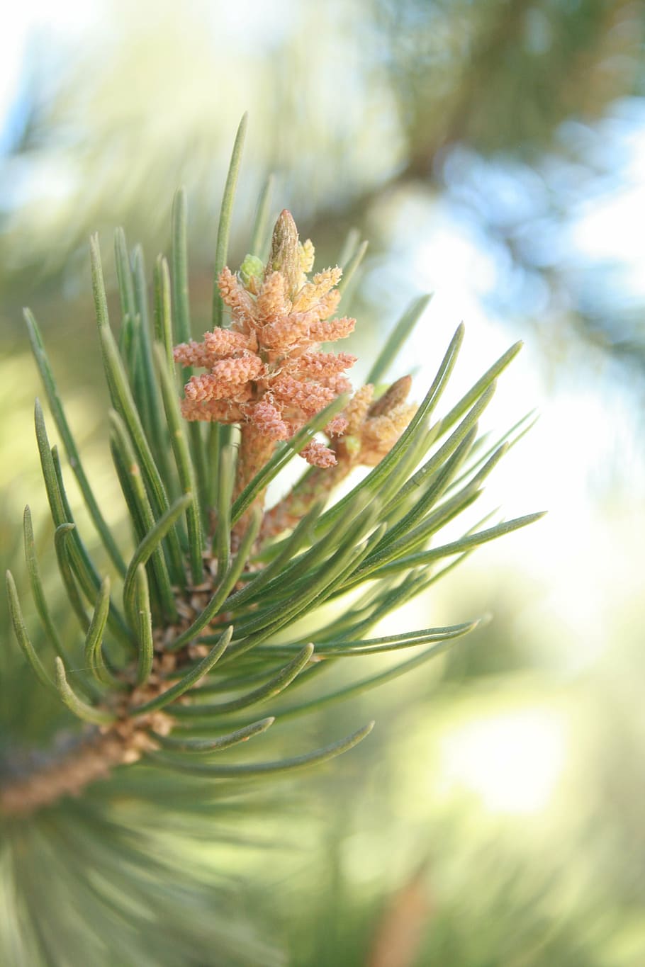 pine, cembriodes, strobilus, cone, tree, pine needles, plant, growth, beauty in nature, close-up