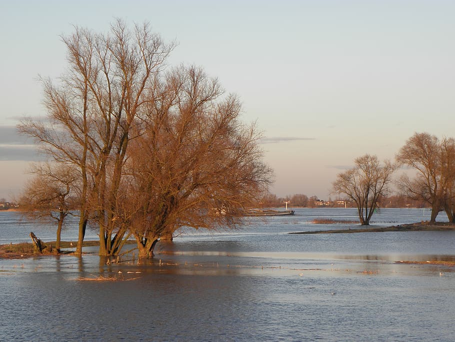 agua, distrito, llanura de inundación, río, inundación, otoño, marea alta, árboles, precipitación, cambio climático