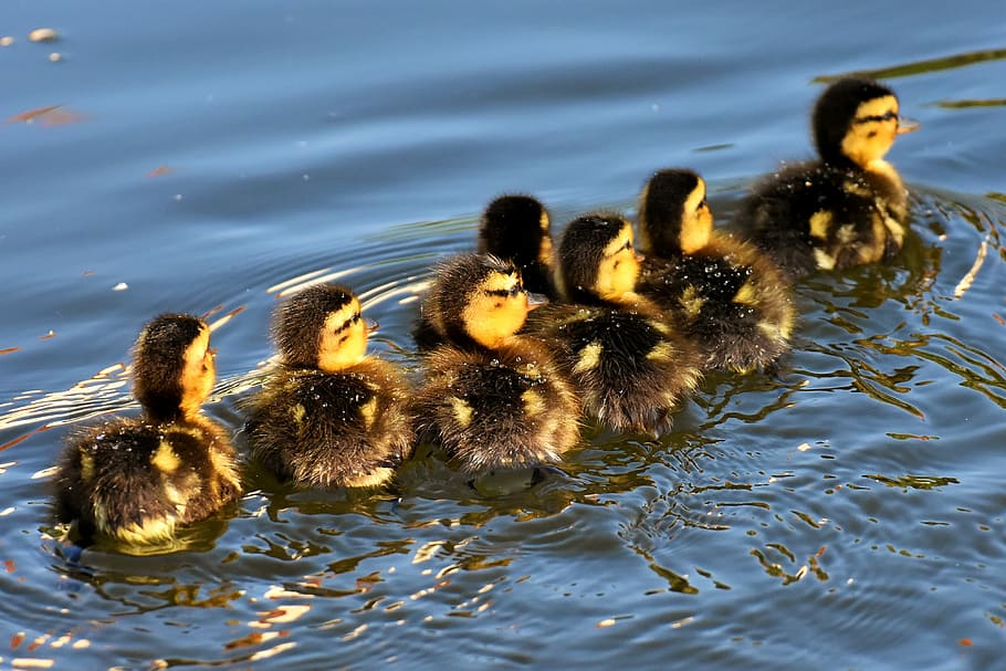 seven, ducklings, swam, water, mallard, chicks, baby, swim, small, cute