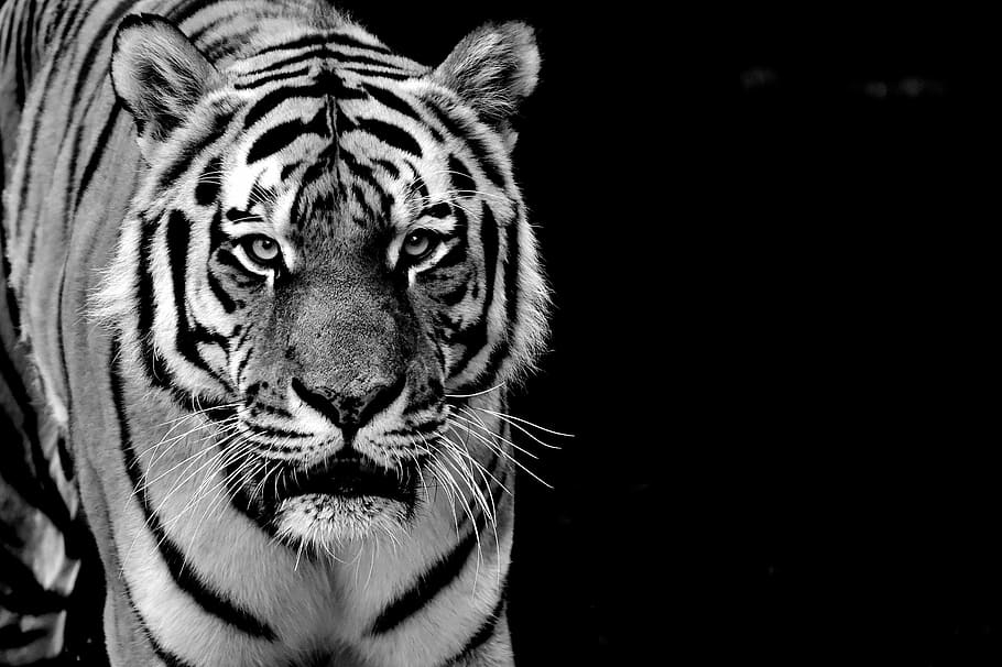 grayscale photography, Tiger, Predator, Fur, Black And White, beautiful, dangerous, cat, wildlife photography, animal world