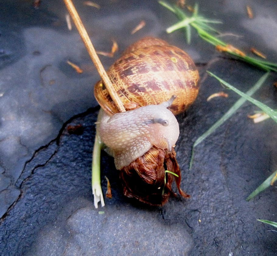 garden snail, snail, common, delicate, transparent shell, brown, devouring, animal wildlife, animal themes, one animal