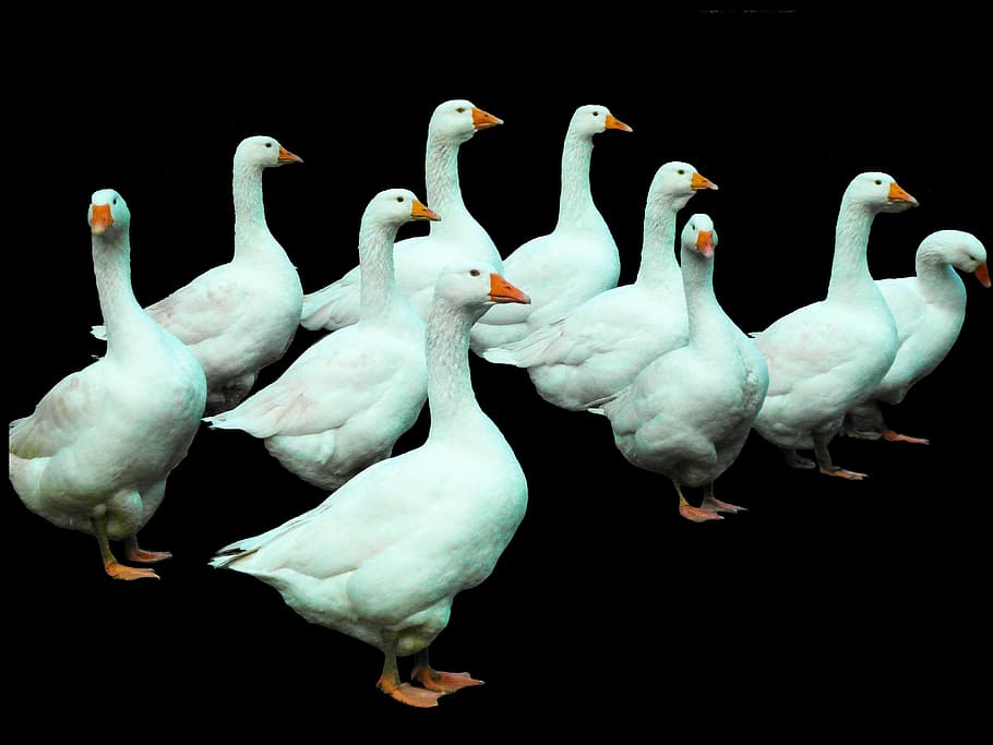 flock of ducks, geese, poultry, white, isolated, chatter, christmas goose, end of the year, breeding, spout
