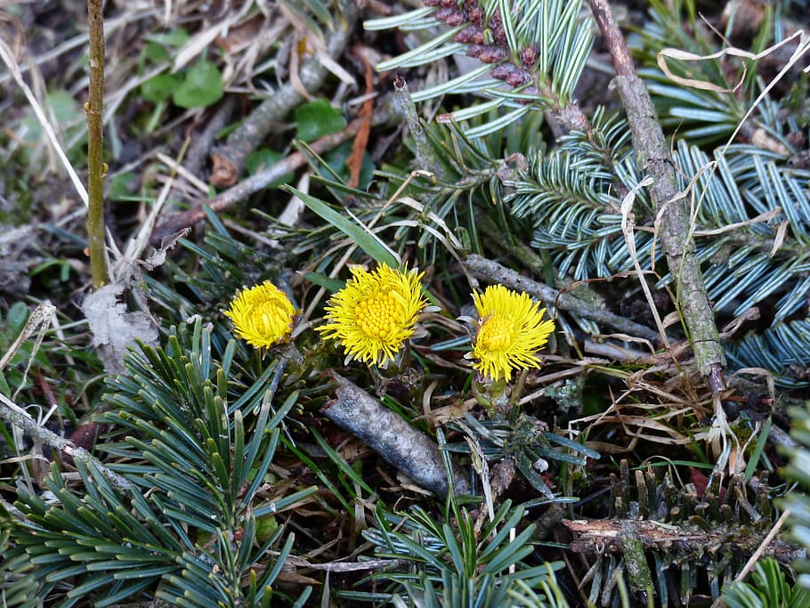 Tussilago Farfara, Flower, Blossom, bloom, yellow, tussilago, composites, asteraceae, spring flower, early bloomer