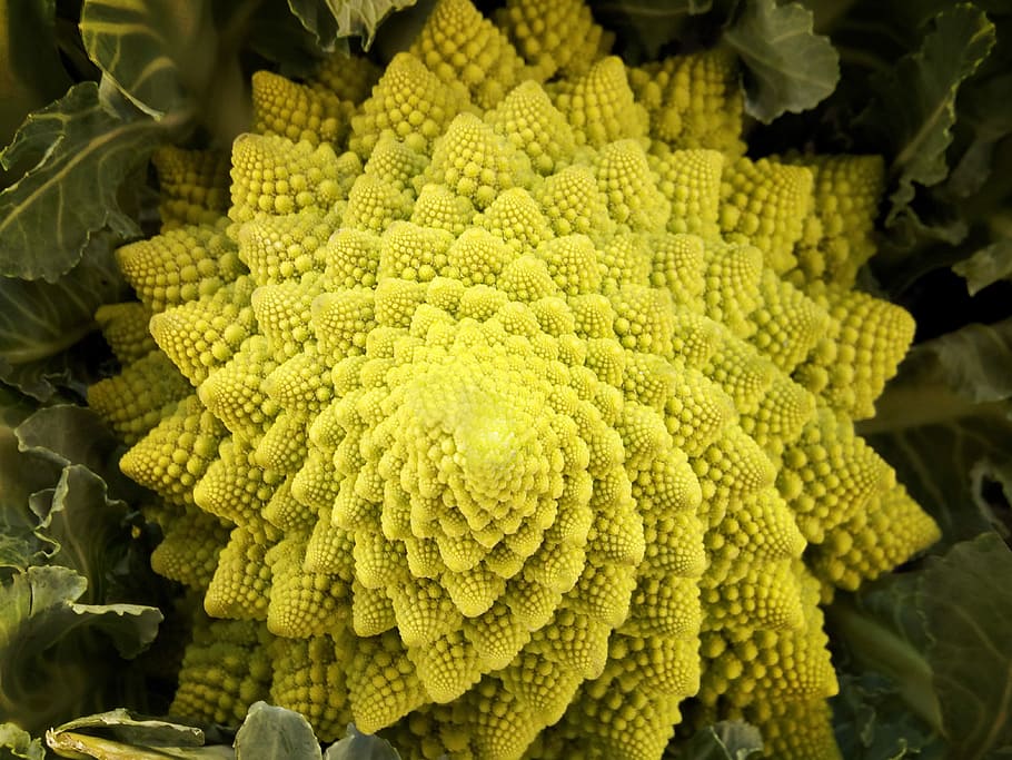 green, romanesco broccoli, close-up photography, romanescu, romanesco, vegetable, cauliflower, fractal, abstract, pattern