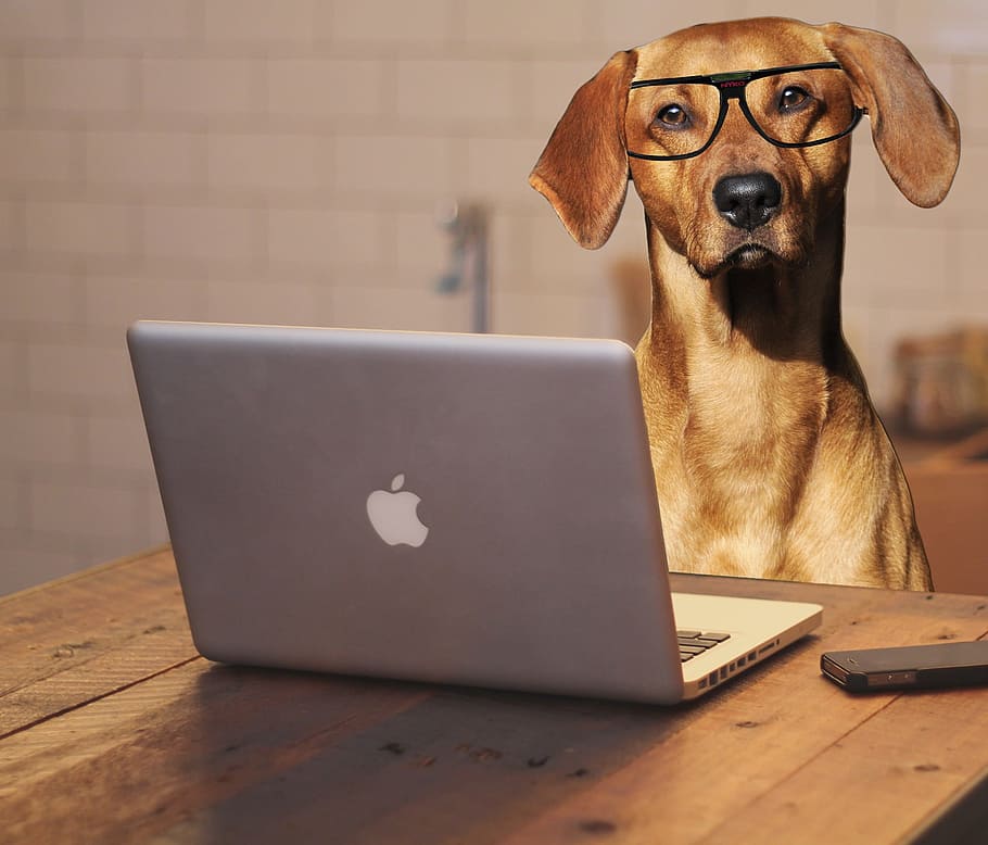 coklat, dilapisi, anjing, depan, macbook, pro, laptop, komputer, kacamata, kantor