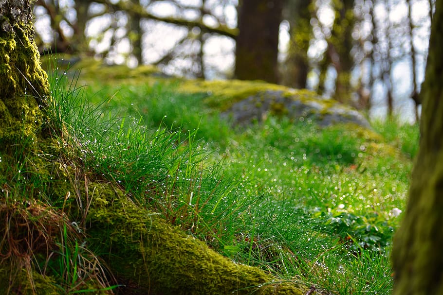 woodland, forest floor, forest, moss, nature, seasonal, trunk, wood, natural, outdoors