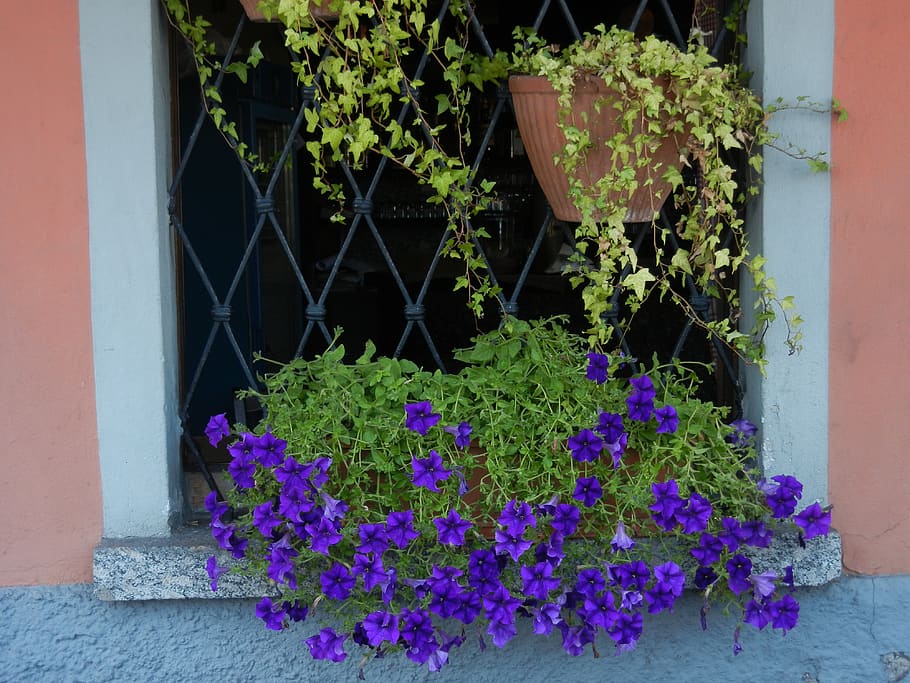 flowers, window sill, window, sunny, plant, flower, flowering plant, growth, nature, vulnerability