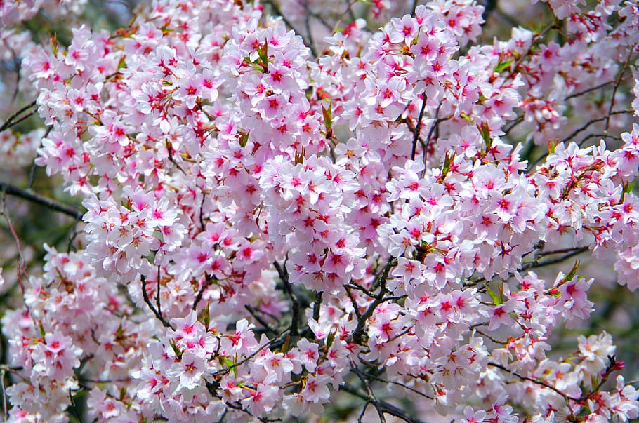 flores, cereja, ramo, planta, sazonal, flores de cerejeira takato, co higanzakura, sakura, flor, frescura
