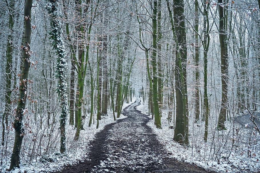 도로, 잎이없는 나무, 겨울 시즌, 숲, 나무, 눈, 자연, 풍경, 겨울, 눈이 내리는