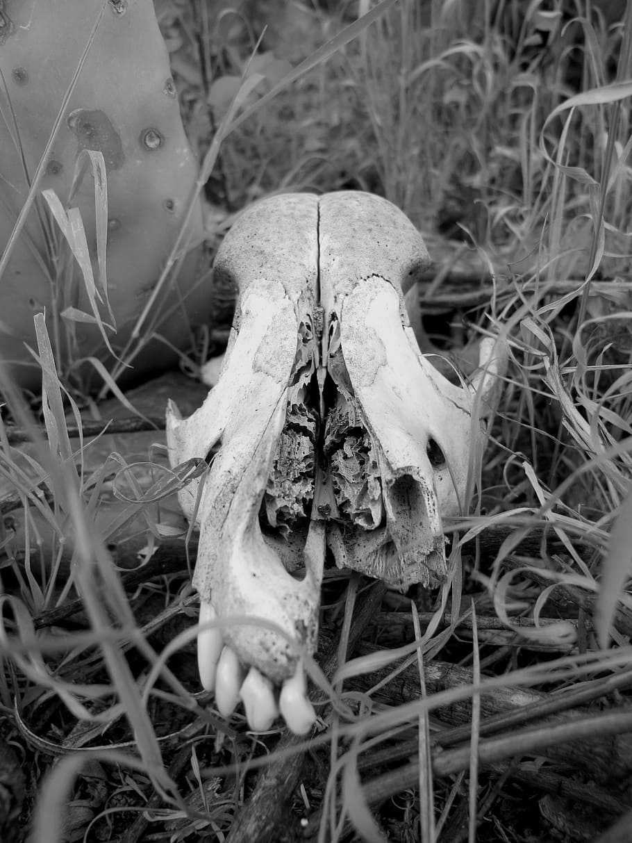 Cráneo, Blanco y negro, Salvaje, Bosque, naturaleza salvaje, huesos, descomposición, muerte, animal Cráneo, animal muerto Hueso animal