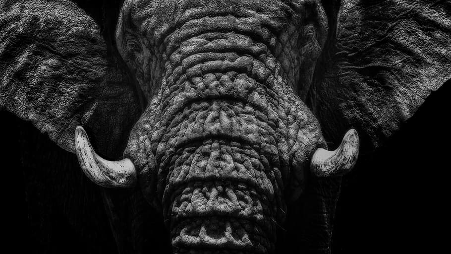 black, elephant, closeup, close up, black and white, animal, nature, mammal, safari, loxodonta