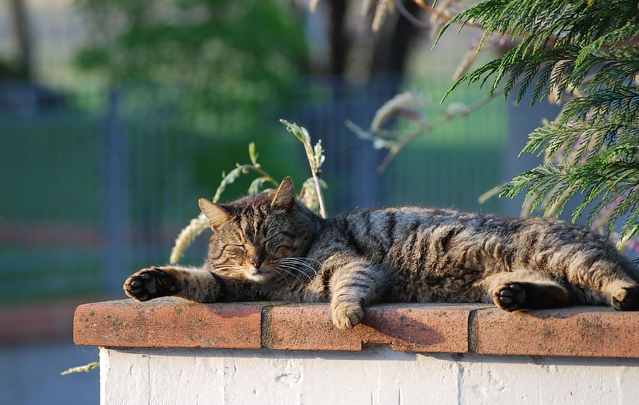 Kucing, Flat, Sole, tertidur, sol datar, satu hewan, kucing domestik, tema hewan, berbaring, hari