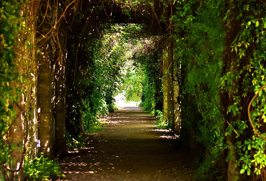 empty tunnel pathway, passage, trees, romantic, sunlight, romance, leaf roof, castle avenue, green, avenue