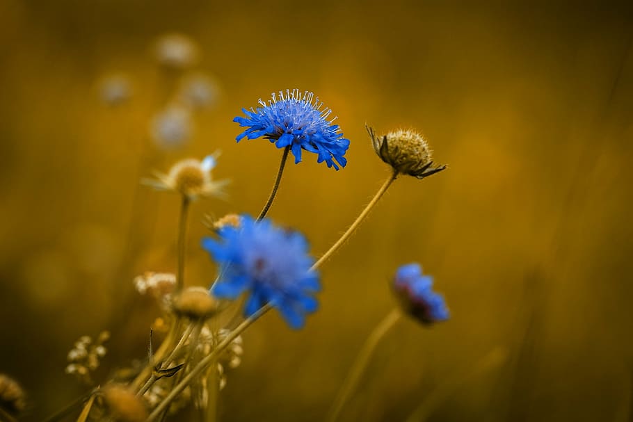 biru, bunga petaled, closeup, foto, bunga, bunga runcing, bunga biru, dekat, musim panas, alam