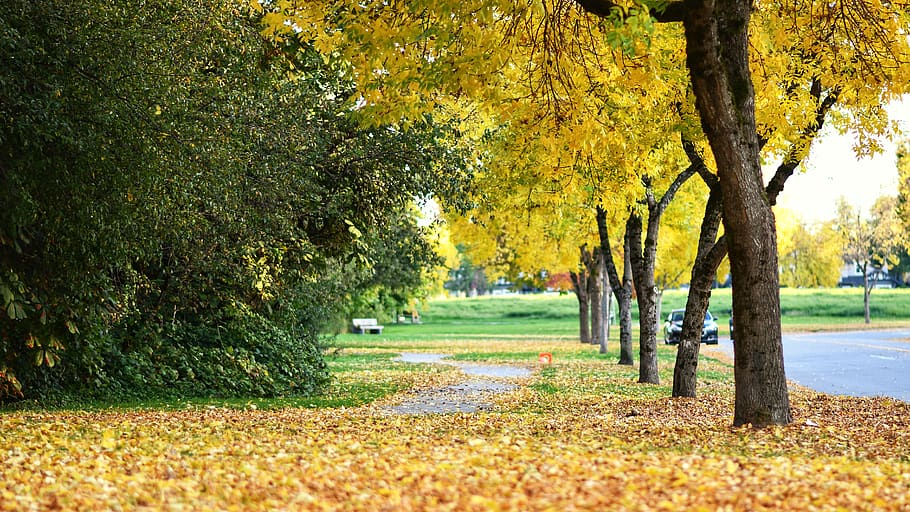 autumn, trees, leaves, orange autumn season, vancouver, richmond, amazing road, canada autumn view, plant, tree