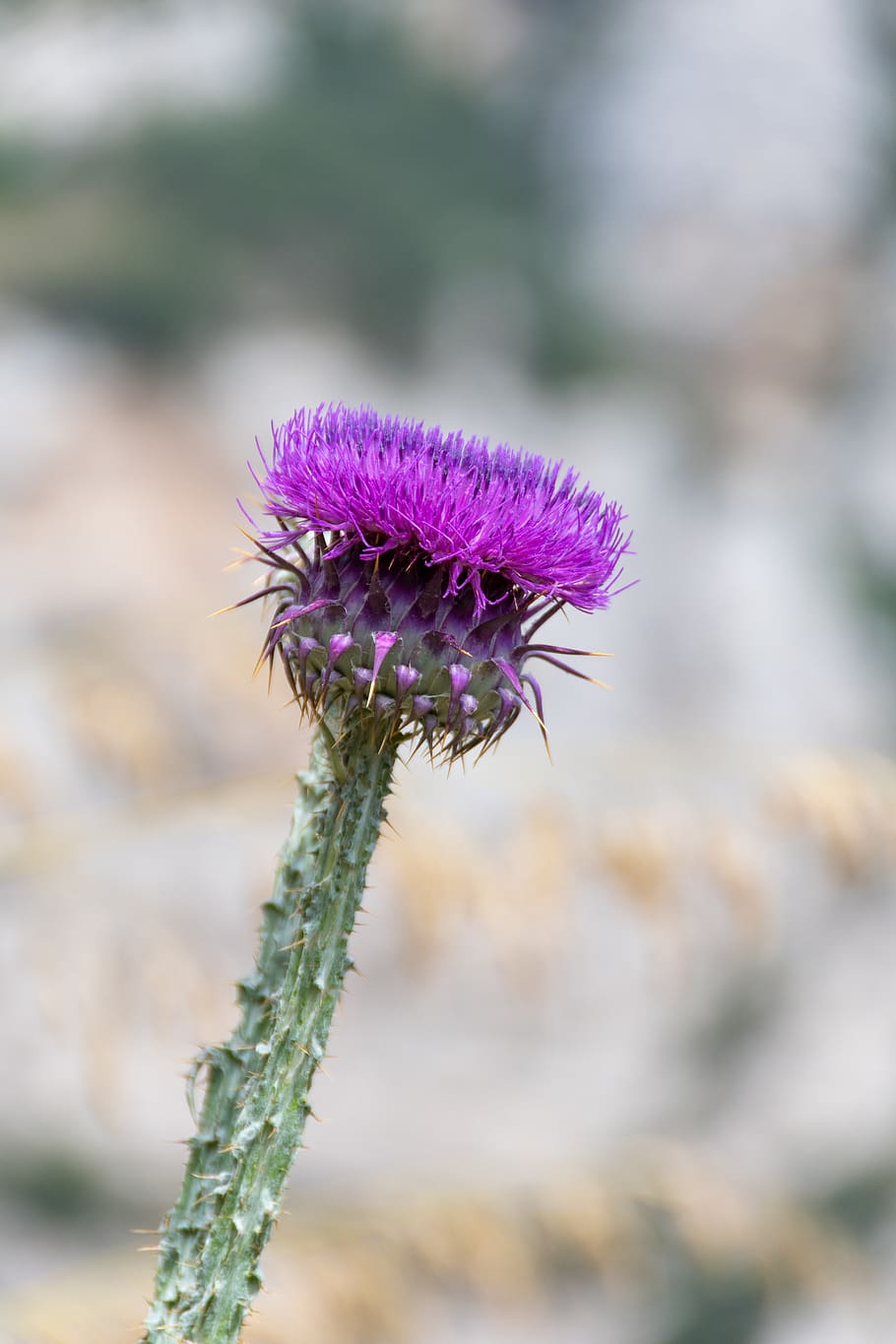 planta, magia, sicilia, italia, cardo, violeta, naturaleza, flora, verano,  tropical | Pxfuel