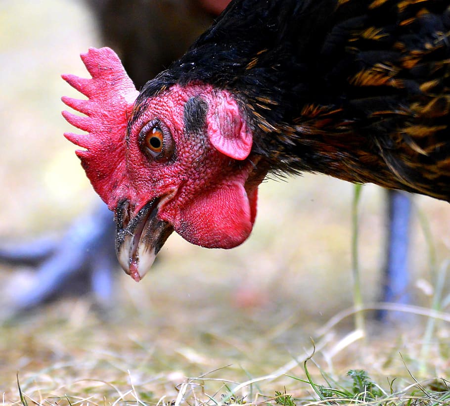 black, rooster, focus photo, black rooster, focus, hen, foraging, bill, feather, bird