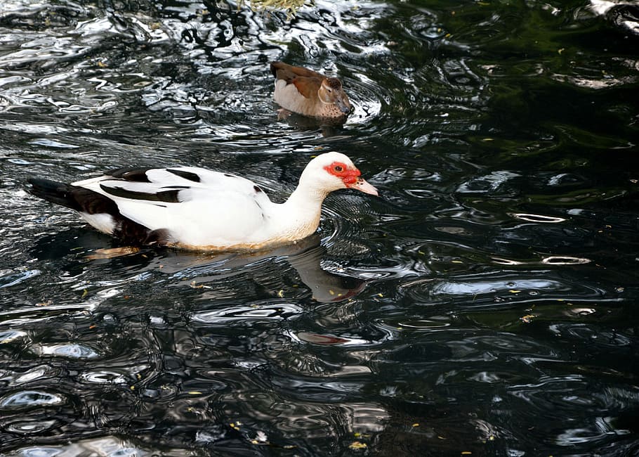 White Duck, Duck, Pond, pond, swimming, bird, water, lake, animals in the wild, animal themes, nature