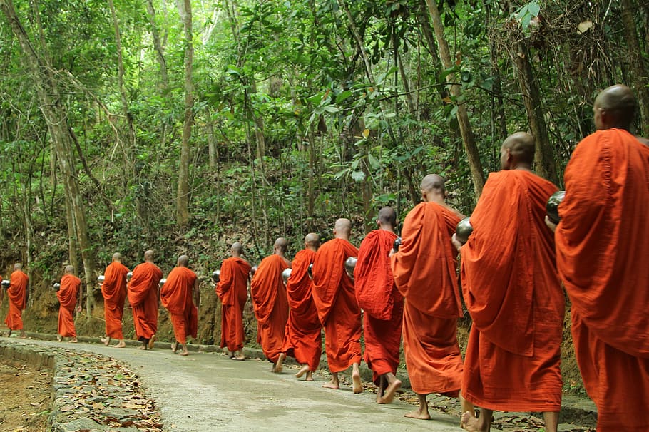 monges, caminhada, procissão, ao lado, árvores, monge, buda, religião, viagem, templo