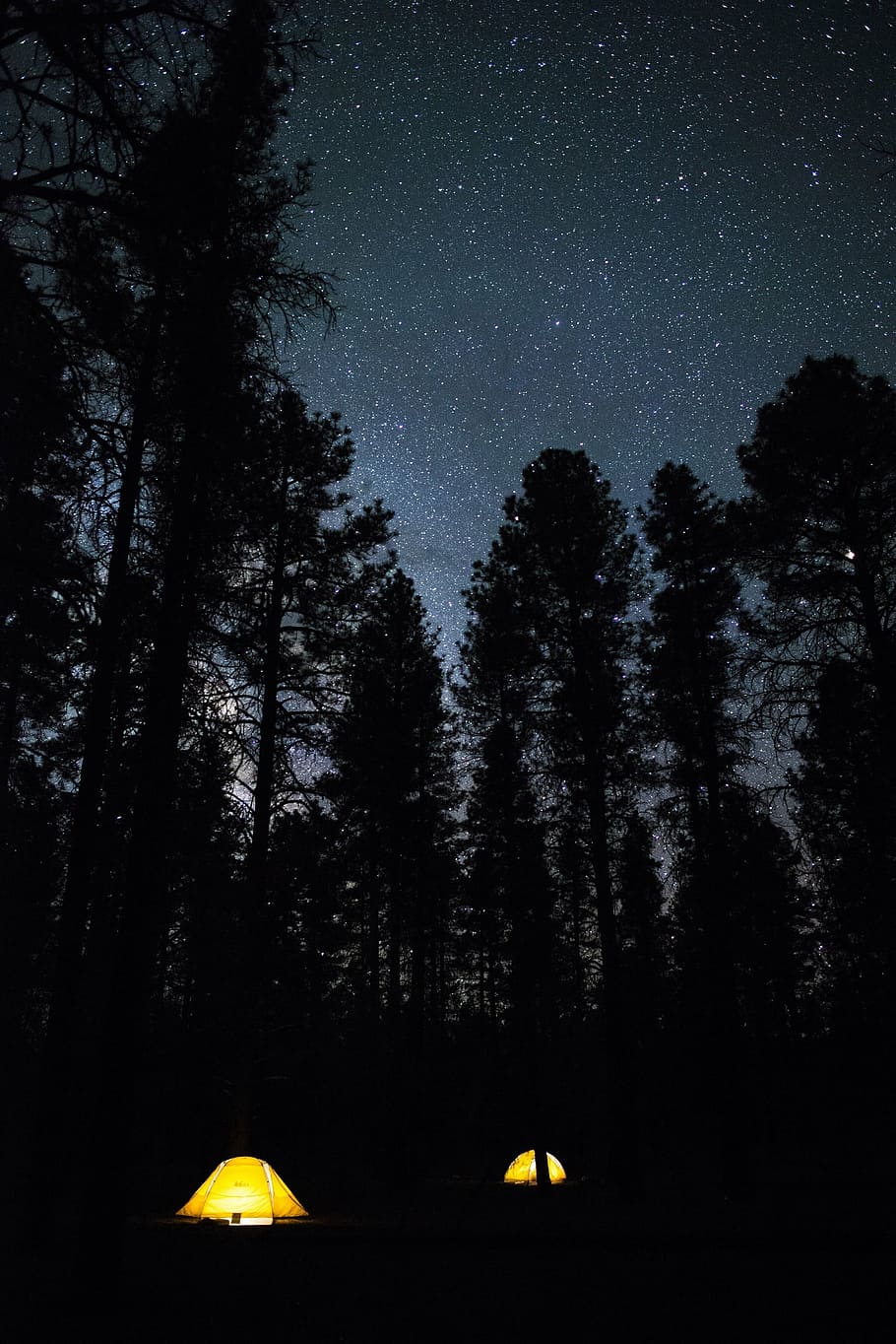 shallow, focus photography, tree, night time, camping, night, tents, recreation, lifestyle, fun