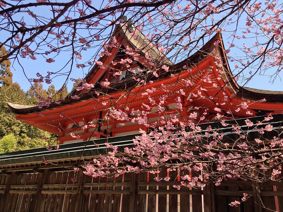 laranja, templo, ao lado, cereja, flor, dia, primavera, primavera no japão, cerejeira, santuário