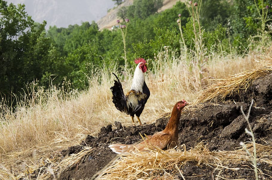 Gallo, gallina, pollo, gallina de gallo, ave, granja, aves de corral, kurdistan, irak, granja de la aldea