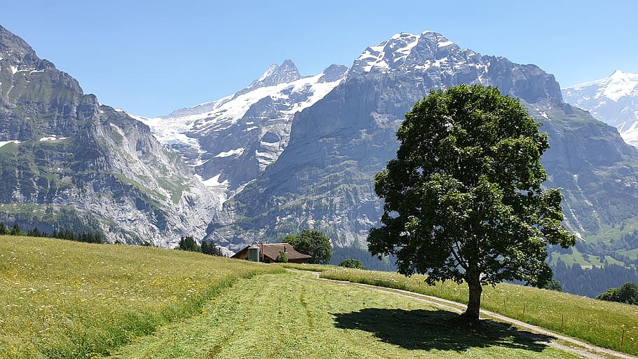 suizo, suiza, primero, alpes, naturaleza, árbol, montaña, cordillera, bosque de sangre, nieve