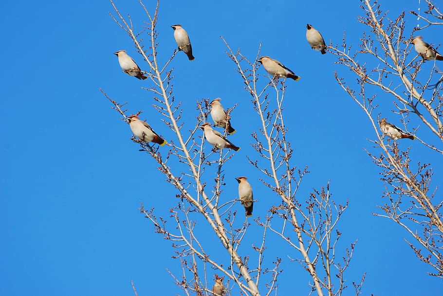 son gallos, bandada de pájaros, pájaro cantor, invierno, cielo azul, cielo, azul, vista de ángulo bajo, árbol, grupo de animales