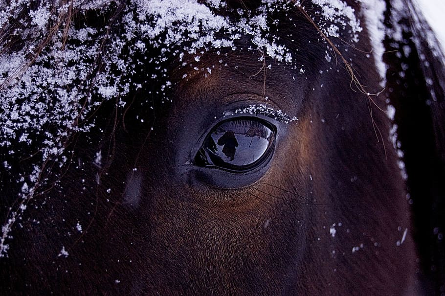 closeup, photography, horse, eye, reflection, snow, winter, animal, close-up, nature