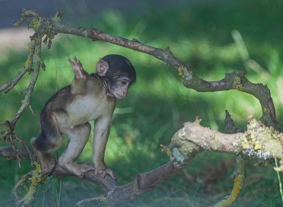 macaco de Berbería, mono, macaco joven, África, primate, barbary, zoológico, salvaje, lindo, mamífero