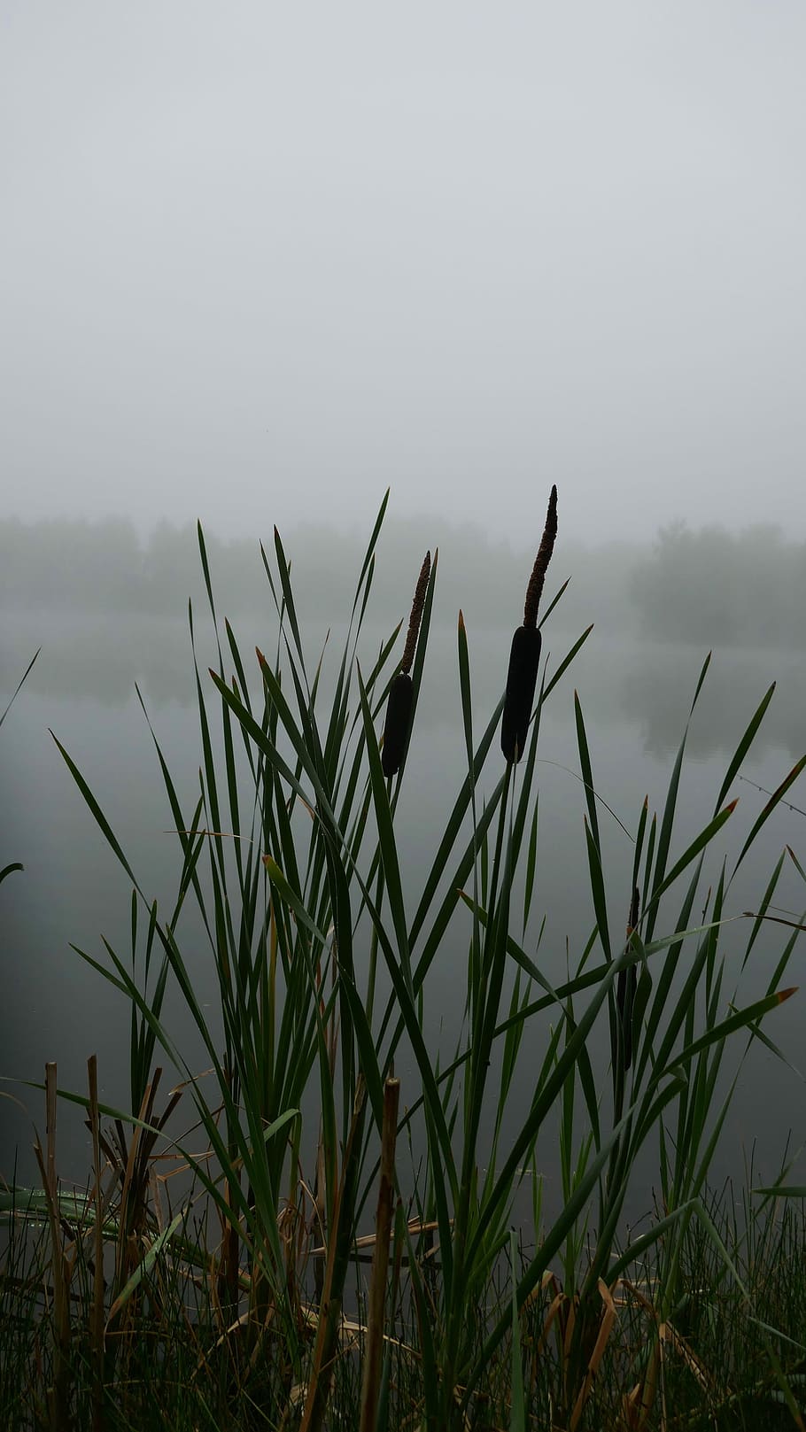Mood, Fog, Morning, Hour, Water, Lake, morning hour, pond, reed, bank