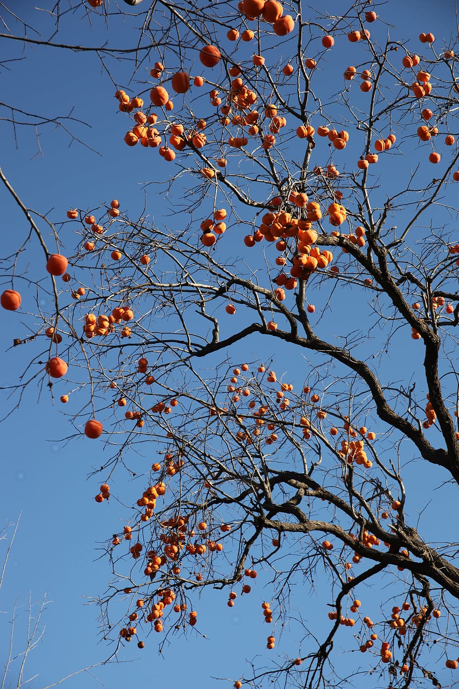 the persimmon tree, fruit trees, fruits, persimmon, sky, low angle view, plant, branch, tree, beauty in nature