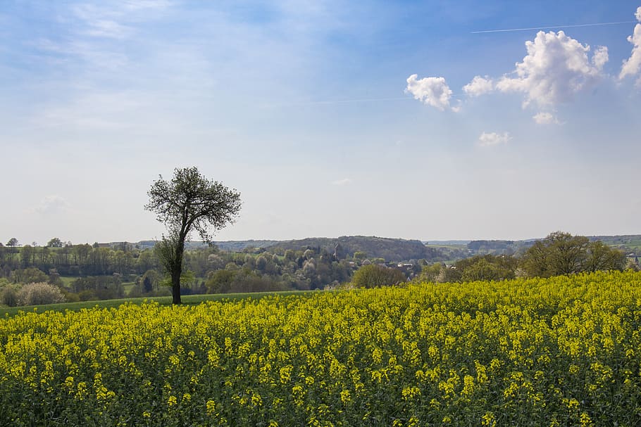agriculture, landscape, field, nature, sky, oilseed rape, yellow, plant, beauty in nature, land