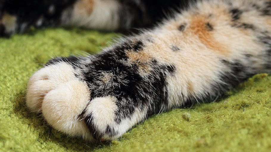 focus photography, calico, cat, paw, Cat, Cat, Cat'S Paw, Fluffy, Paw Print, pet, one animal