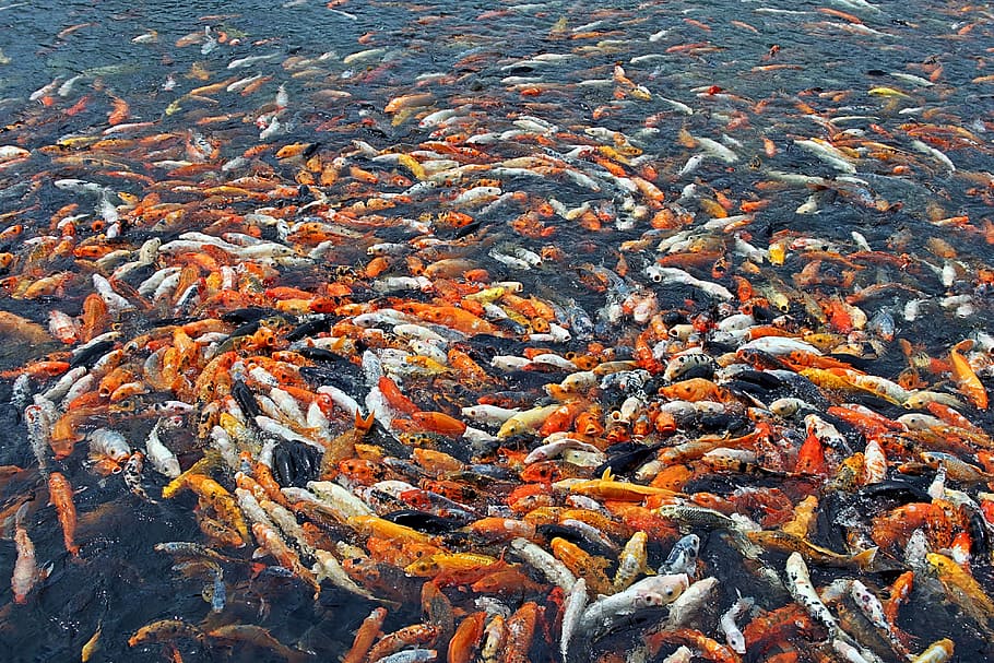 school of koi, fish, many fish, many, china, water, orange, eng, lack of space, feed