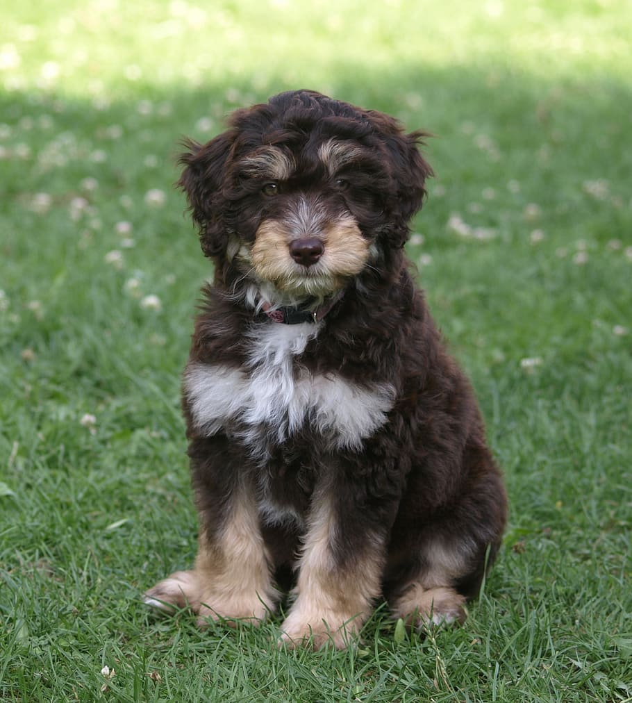 Puppy, Young, Dog, aussiedoodle, young dog, cute, small, hybrid, aussiepoo, pets