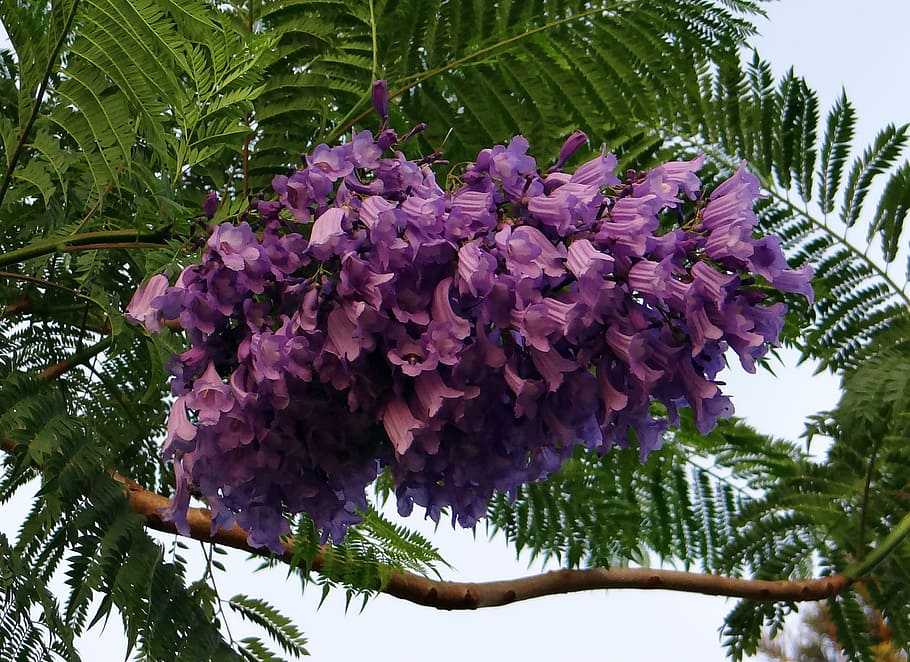 jacaranda mimosifolia, flores, jacaranda, jacaranda azul, poui negro, helecho, kittur, india, Planta, árbol