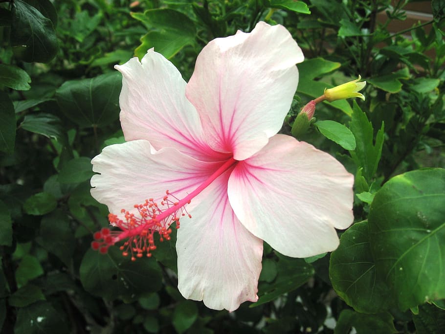 hibiscus, ishigaki island, Hibiscus, Ishigaki Island, outlying islands, light pink, pink, flowers, green, large, asahi
