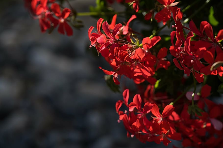 geranium, pelargoniums, pelargonium, geraniaceae, red, red flower, red flowers, flowers, balkonblumen, at home