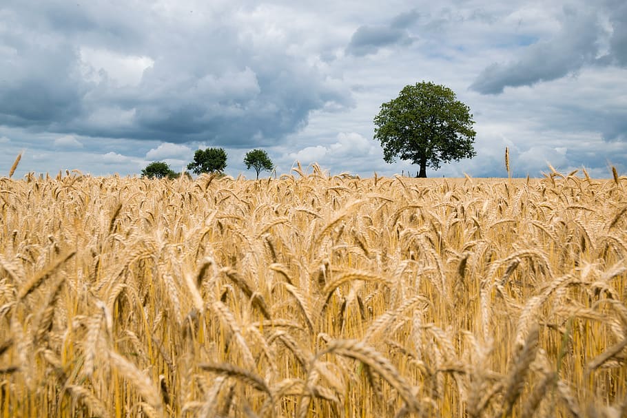 wheat fields, agriculture, barley, cereal, clouds, corn, countryside, farm, field, golden