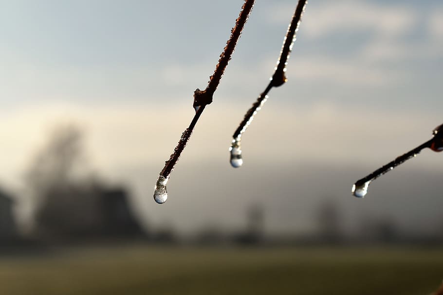 drip, dew, dewdrop, leaf, grass, drop of water, autumn, morgentau, close up, water