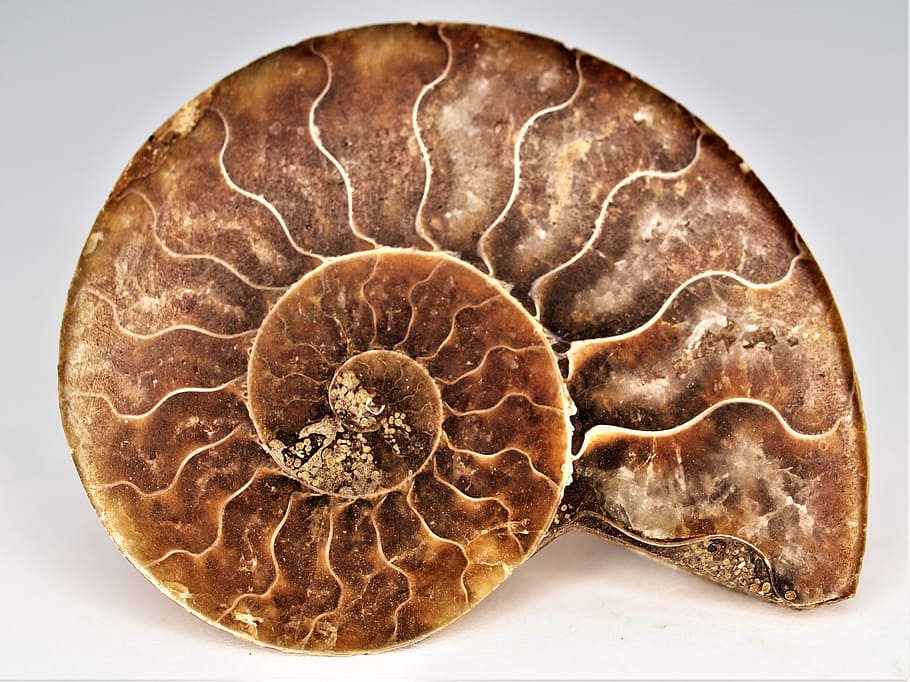 brown nautilus shell, desktop, ammonite, fossil, gem, natural, extinct, paleontology, ancient, animal wildlife