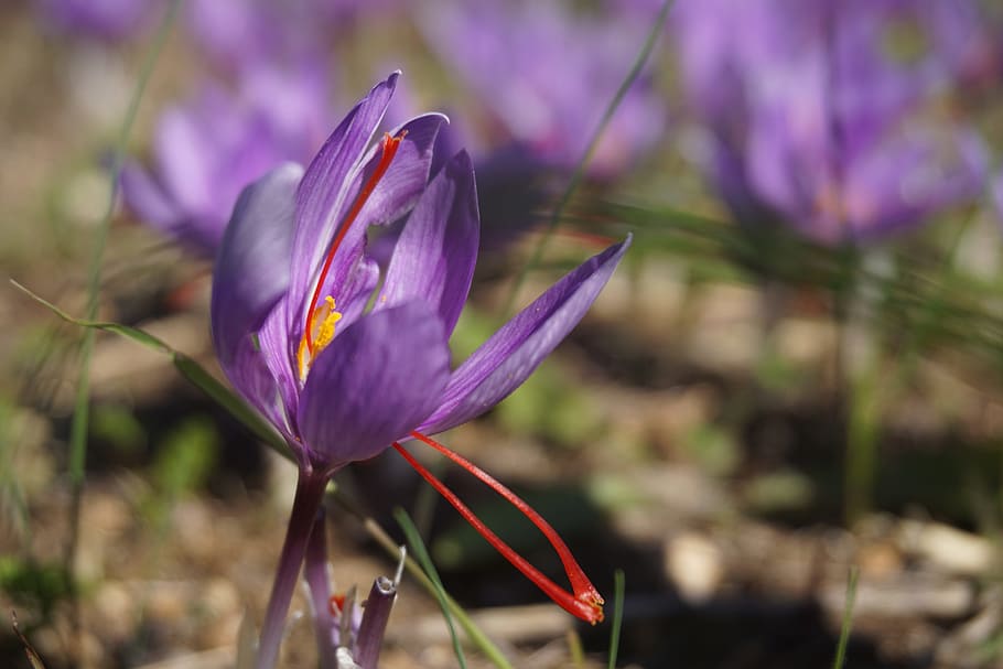 saffron, crocus sativus, harvest, flowers of saffron, fall, spice, flowers, poitiers, plantation, flowering plant