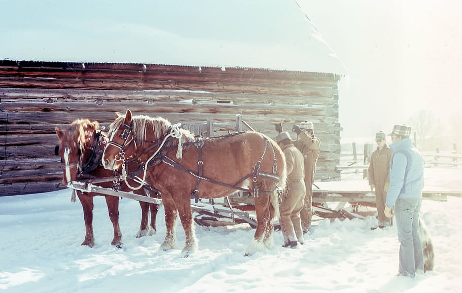 people, two, brown, horses, daytime, snow, men, field, horse, animal