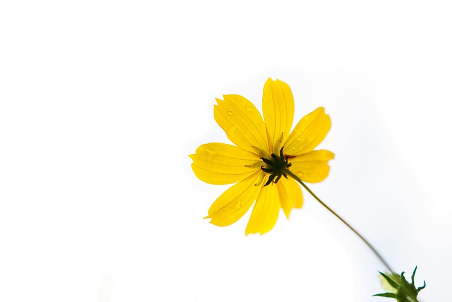 Yellow, Spring, Fresh, yellow, spring, nature, daisy, flower, plant, close-up, white