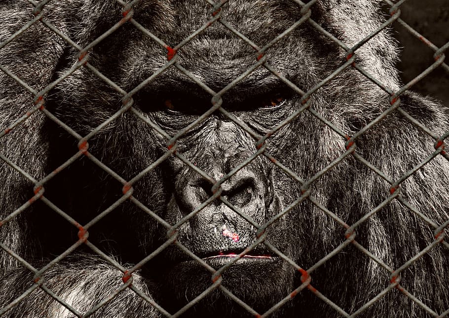 foto de primer plano, gorila, bienestar animal, encarcelado, triste, protección de especies, rescate de animales, ayuda, salvar, animales
